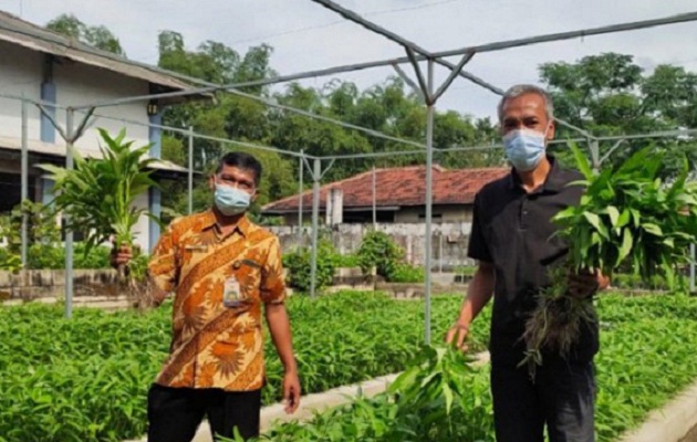 Budi daya sayur kangkung di Kediri, Jawa Timur, dengan memanfaatkan limbah rumen dari sapi potong sebagai pupuk organik.